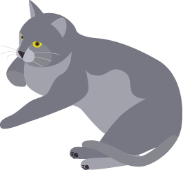 Shira, graue Katze, prüft liegend die Codequalität